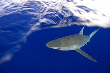 Galapagos shark (Carcharhinus galapagensis), Oahu, Hawaii, United States of America, Pacific