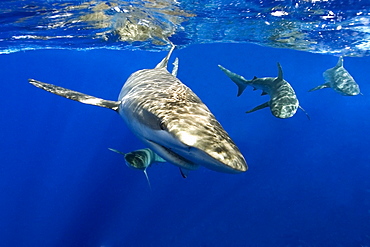 Galapagos shark (Carcharhinus galapagensis), Oahu, Hawaii, United States of America, Pacific