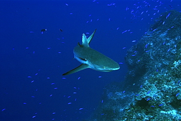 Gray reef shark (Carcharhinus amblyrhynchos), Jaboan, Rongelap, Marshall Islands, Micronesia, Pacific