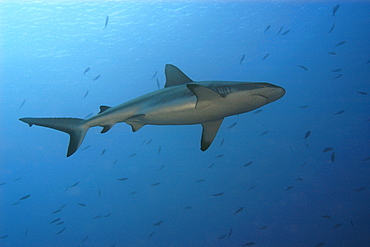 Grey reef shark (Carcharhinus amblyrhynchos), Blue corner, Palau, Caroline Islands, Micronesia, Pacific Ocean, Pacific