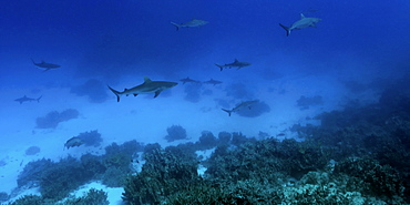 Gray reef sharks (Carcharhinus amblyrhynchos) glide over reef, Chuuk, Federated States of Micronesia, Caroline Islands, Micronesia, Pacific Ocean, Pacific