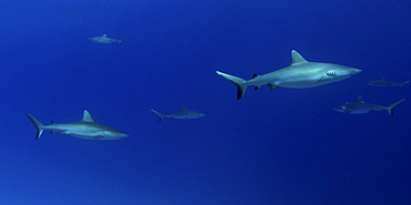 Gray reef sharks (Carcharhinus amblyrhynchos) glide over reef, Chuuk, Federated States of Micronesia, Caroline Islands, Micronesia, Pacific Ocean, Pacific