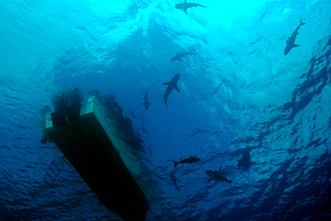 Gray reef sharks (Carcharhinus amblyrhynchos) circle under boat, Truk lagoon, Chuuk, Federated States of Micronesia, Caroline Islands, Micronesia, Pacific Ocean, Pacific