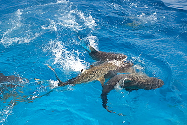 Gray reef sharks (Carcharhinus amblyrhynchos) swim near surface attracted by food, Chuuk, Federated States of Micronesia, Caroline Islands, Micronesia, Pacific Ocean, Pacific