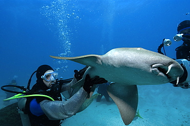 Scuba diver handles nurse sharks (Ginglymostoma cirratum), Molasses Reef, Key Largo, Florida, United States of America, North America