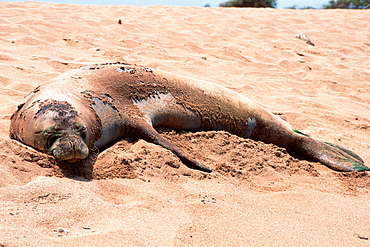 Hawaiian monk seall (Monachus schauinslandi), Poipu Beach, Kauai, Hawaii, United States of America, Pacific
