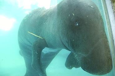 Amazon manatee (Trichechus inunguis), endangered,  Manaus, Amazonas, Brazil, South America