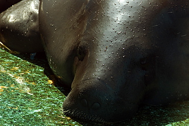 Endangered Amazon manatees (Trichechus inunguis) waiting for fresh water in a holding tank, Manaus, Amazonas, Brazil, South America