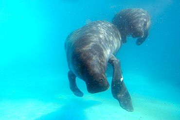 Amazon manatee (Trichechus inunguis) mother and calf, endangered,  Manaus, Amazonas, Brazil, South America