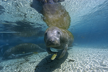 Florida manatee (Trichechus manatus latirostrus) searching for food, Crystal River, Florida, United States of America, North America