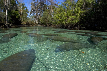 Florida manatees (Trichechus manatus latirostrus), Crystal River, Florida, United States of America, North America