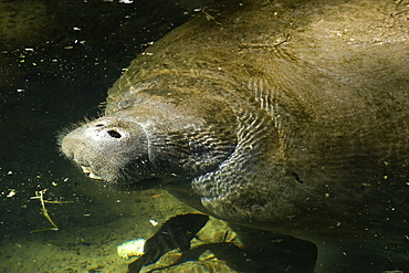 Florida manatee (Trichechus manatus latirostris), Homosassa Springs Wildlife State Park, Florida, United States of America, North America