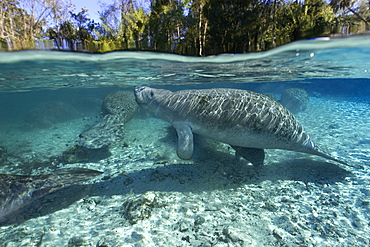 Florida manatee (Trichechus manatus latirostrus) surfaces to breathe, Crystal River, Florida, United States of America, North America