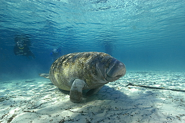 Free diver observes Florida manatee (Trichechus manatus latirostrus), Crystal River, Florida, United States of America, North America