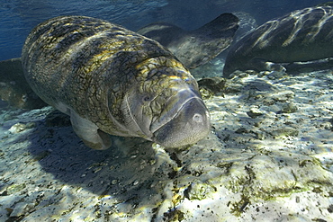 Florida manatee (Trichechus manatus latirostrus), Crystal River, Florida, United States of America, North America