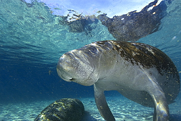 Florida manatee (Trichechus manatus latirostrus), Crystal River, Florida, United States of America, North America