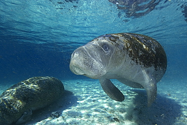 Florida manatee (Trichechus manatus latirostrus), Crystal River, Florida, United States of America, North America