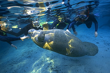 Free divers observe playful Florida manatee (Trichechus manatus latirostrus), Crystal River, Florida, United States of America, North America