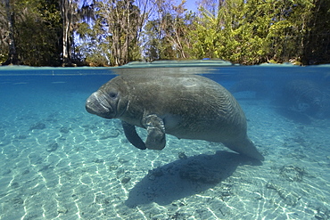 Florida manatee (Trichechus manatus latirostrus), Crystal River, Florida, United States of America, North America