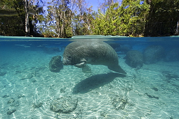 Florida manatee (Trichechus manatus latirostrus), Crystal River, Florida, United States of America, North America