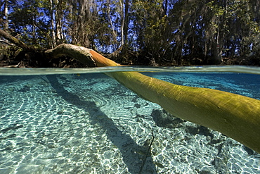 Clear water and lush vegetation, Three Sisters Spring, Crystal River, Florida, United States of America, North America