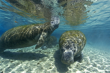 Florida manatee (Trichechus manatus latirostrus), Crystal River, Florida, United States of America, North America