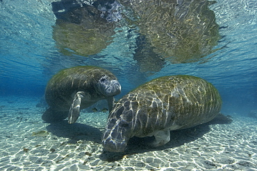 Florida manatee (Trichechus manatus latirostrus), Crystal River, Florida, United States of America, North America