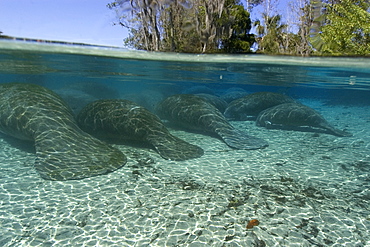 Florida manatee (Trichechus manatus latirostrus), Crystal River, Florida, United States of America, North America