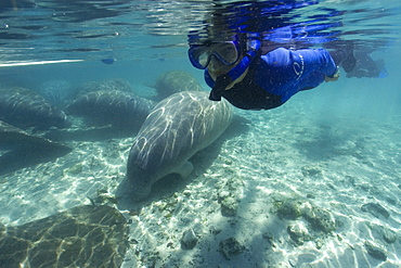 Free diver observes Florida manatee (Trichechus manatus latirostrus), Crystal River, Florida, United States of America, North America