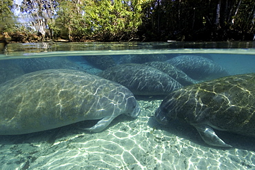 Florida manatee (Trichechus manatus latirostrus), Crystal River, Florida, United States of America, North America