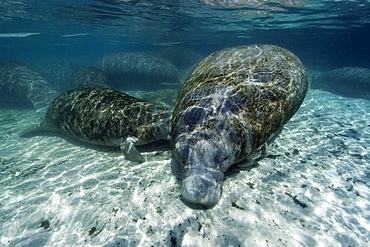 Florida manatees (Trichechus manatus latirostrus) mother nursing calf, Crystal River, Florida, United States of America, North America