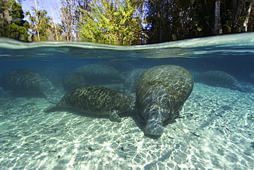 Florida manatees (Trichechus manatus latirostrus) mother nursing calf, Crystal River, Florida, United States of America, North America