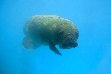 West Indian Manatee (Trichecus manatus manatus), Manatee conservation and research center, Itamarac, Pernambuco, Brazil, South America