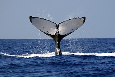 Humpback whale (Megaptera novaeangliae) breaching, Kailua-Kona, Big Island, Hawaii, United States of America, Pacific