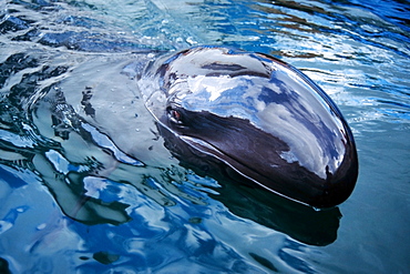 False killer whale (Pseudorca crassidens), Oahu, Hawaii, United States of America, Pacific