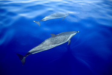 Pantropical spotted dolphin (Stenella attenuat), Kailua-Kona, Hawaii, United States of America, Pacific