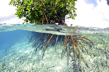 Mangrove (Rhizopora sp.), U Province, Pohnpei, Federated States of Micronesia, Caroline Islands, Micronesia, Pacific Ocean, Pacific