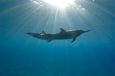 Spinner dolphins (Stenella longirostris), Big Island, Hawaii, United States of America, Pacific