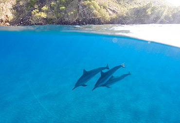 Split level shot showing spinner dolphins (Stenella longirostris) and the rocky cliffs around the coast of Big Island, Hawaii, United States of America, Pacific