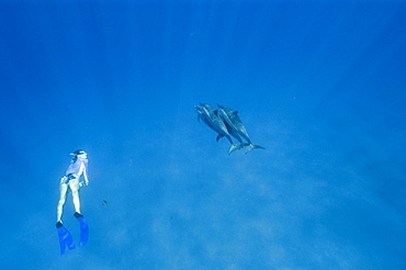 Spinner dolphins (Stenella longirostris) with free diver, Big Island, Hawaii, United States of America, Pacific