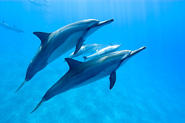 Spinner dolphins (Stenella longirostris), Big Island, Hawaii, United States of America, Pacific