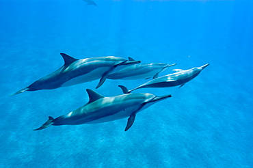 Spinner dolphins (Stenella longirostris), Big Island, Hawaii, United States of America, Pacific