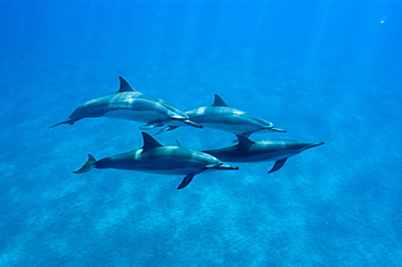 Spinner dolphins (Stenella longirostris), Big Island, Hawaii, United States of America, Pacific