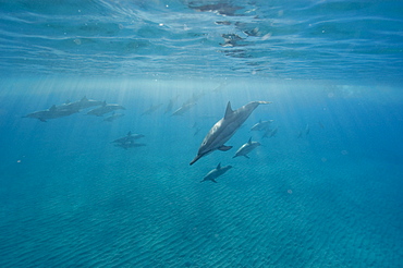 Spinner dolphins (Stenella longirostris), Big Island, Hawaii, United States of America, Pacific