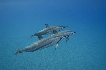 Spinner dolphins (Stenella longirostris), Big Island, Hawaii, United States of America, Pacific