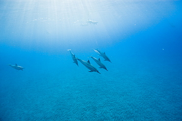 Spinner dolphins (Stenella longirostris), Big Island, Hawaii, United States of America, Pacific