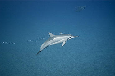 Young spinner dolphin (Stenella longirostris), Big Island, Hawaii, United States of America, Pacific