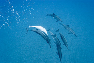 Social group of spinner dolphins (Stenella longirostris), Big Island, Hawaii, United States of America, Pacific