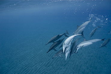 Spinner dolphins (Stenella longirostris), Big Island, Hawaii, United States of America, Pacific