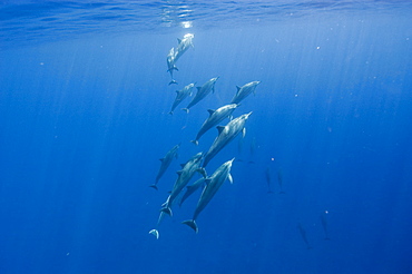 Social group of spinner dolphins (Stenella longirostris), Big Island, Hawaii, United States of America, Pacific